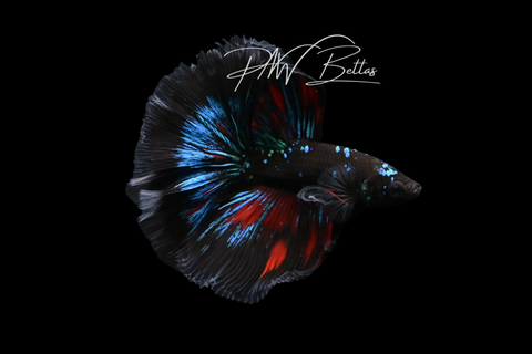 Avatar Halfmoon Male Betta | M5024