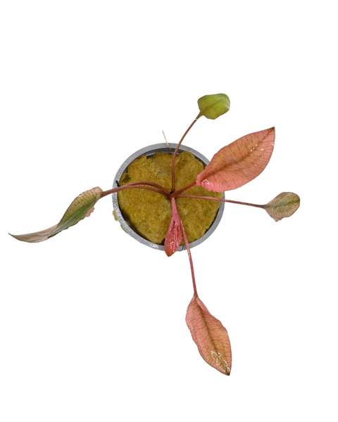 Cryptocoryne Wentii 'Pink Flamingo'