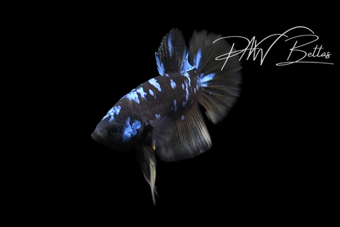 Yellow Avatar HMPK Male Betta | M5103