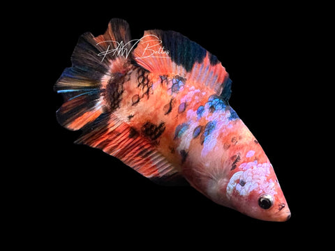 Candy DTHM Female Betta | Live Sale F5