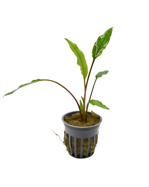 Cryptocoryne Lutea