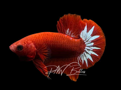 Hellboy HMPK Male Betta | M3029