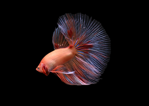 Orange Armageddon Halfmoon Male Betta | 5174