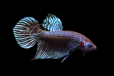 Steel Mahachai Male Betta | M2902