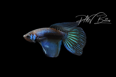 Green Yellow Imbellis Long Fin Male | Franks Bettas Wild Type | FW115