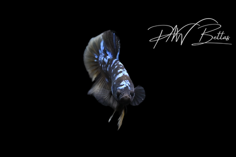 Yellow Avatar HMPK Male Betta | M5103