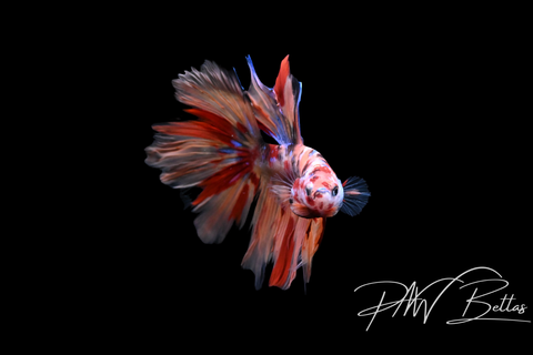 Candy Delta Male Male Betta | 5134
