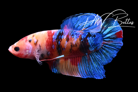 Candy Giant HMPK Male Betta | 5156