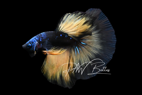 Yellow Avatar Halfmoon Male Betta | M5004