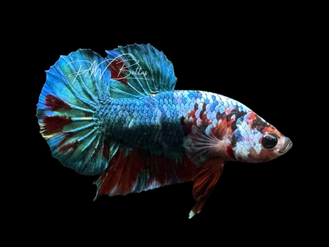 Marble HMPK Male Betta | M3074