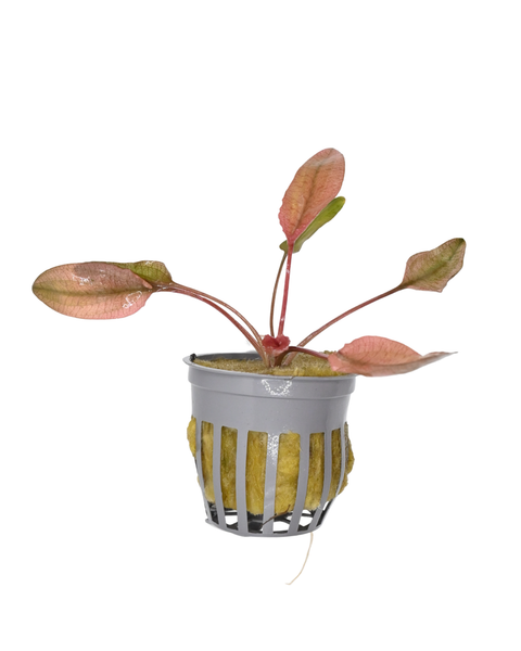 Cryptocoryne Wentii 'Pink Flamingo'