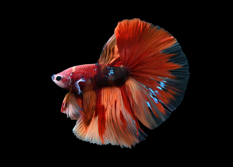 Nemo Halfmoon Male Betta | 5188