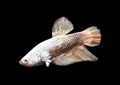 Yellow Vanda Dragon HMPK Male Betta | 5287