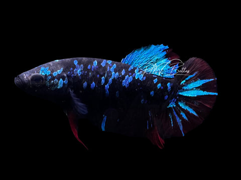 Avatar HMPK Female Betta | F1730