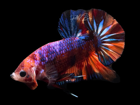 Koi HMPK Male Betta | M2481