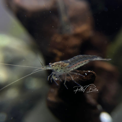 Amano Shrimp | Caridina multidentata