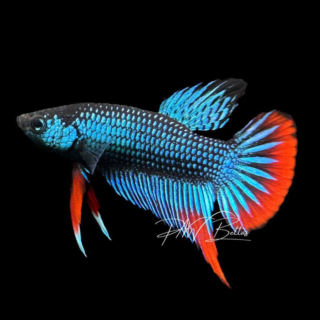 Green Imbellis Betta | Wild Bettas – PNW Bettas