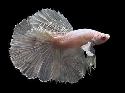 Dumbo Platinum Halfmoon Male Betta | M3027