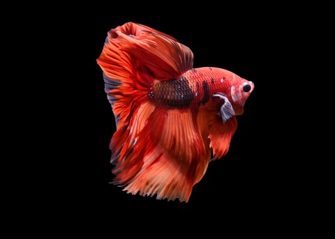 Nemo Halfmoon Male Betta | 5188