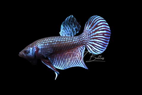 Steel Mahachai Male Betta | M2902