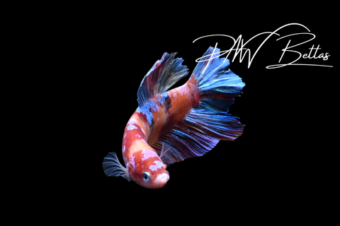 Candy Giant HMPK Male Betta | 5157