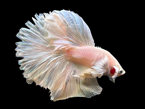 Dumbo Platinum Halfmoon Male Betta | M3073