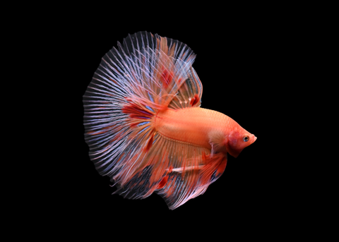 Orange Armageddon Halfmoon Male Betta | 5174