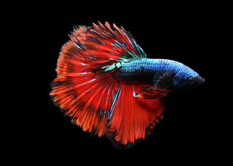 Blacklight Halfmoon Male Betta | 5261