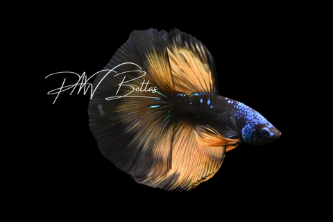 Yellow Avatar Halfmoon Male Betta | M5004