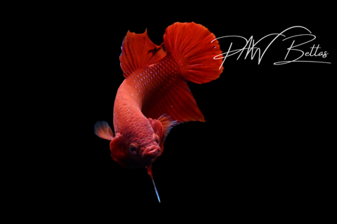 Red Plakat Male Betta | M5104