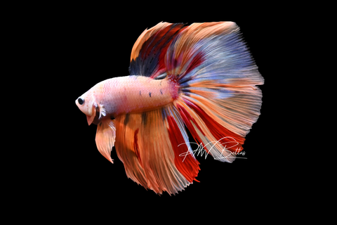Candy Delta Male Betta | M5035