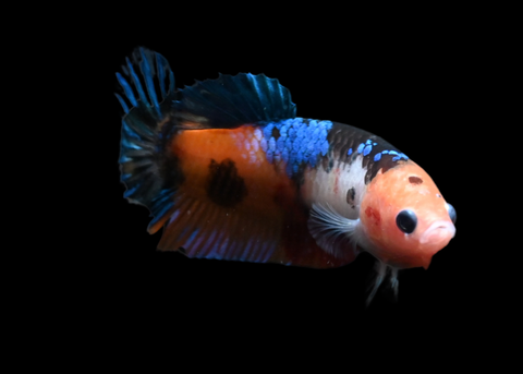 Koi HMPK Female Betta | 5272