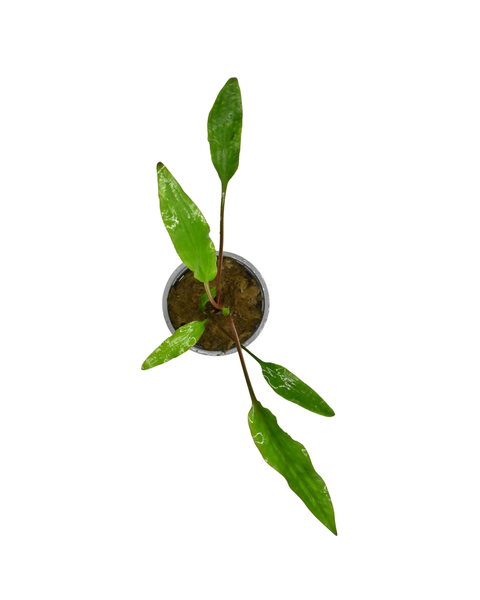 Cryptocoryne Lutea