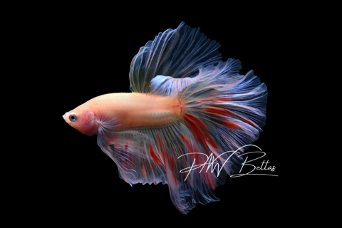 Armageddon Halfmoon Male Betta | M5025