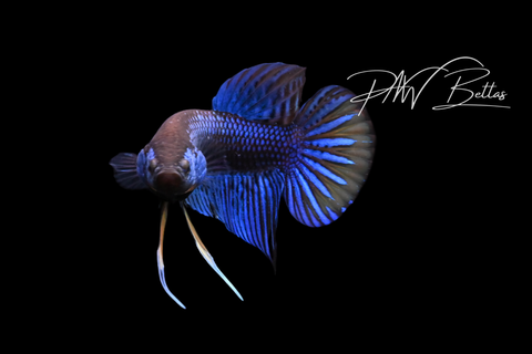 Blue Yellow Imbellis Male | Franks Bettas Wild Type | FW116