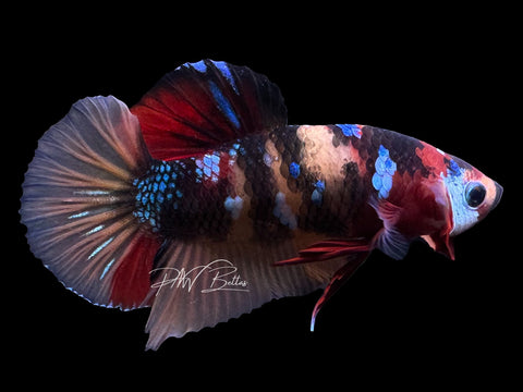 Koi Galaxy HMPK Male Betta | M3104