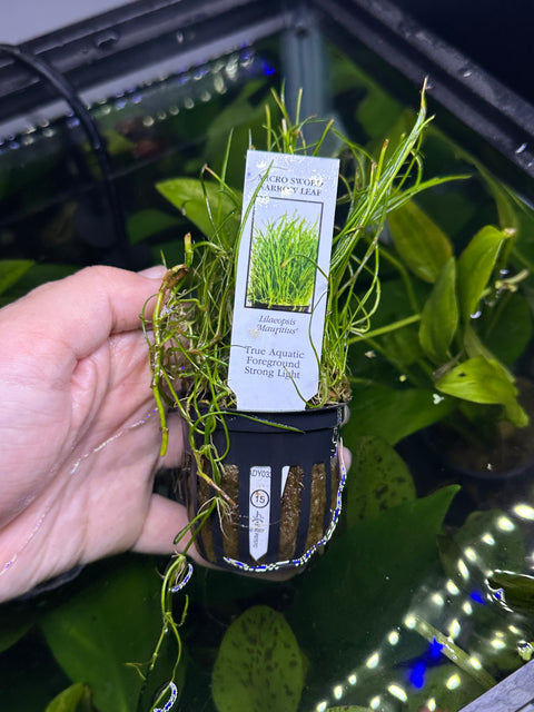 Micro Sword Narrow Leaf | Potted