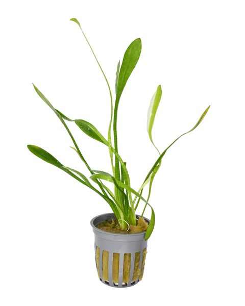 Dwarf Sagittaria | Sagittaria Subulata