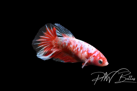 Red Galaxy Halfmoon Female Betta | 5135