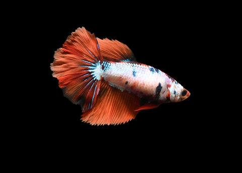Fancy Koi Halfmoon Female Betta | 5189