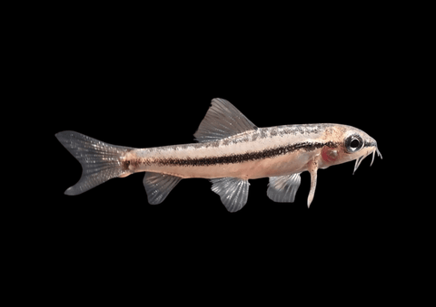 Rosy Loach