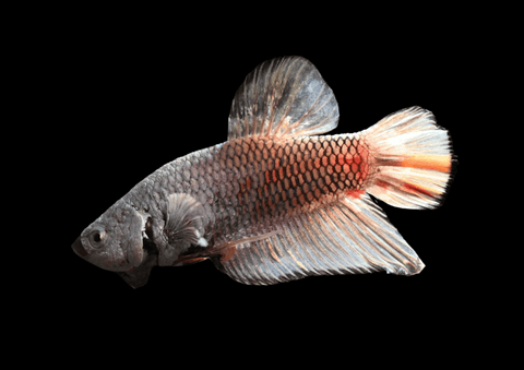 Yellow Vanda Dragon HMPK Male Betta | 5287
