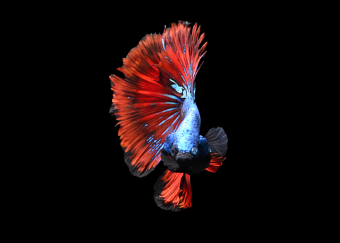Blacklight Halfmoon Male Betta | 5261