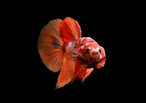 Candy Galaxy Koi HMPK Male Betta | 5292