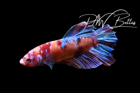 Candy Giant HMPK Male Betta | 5157