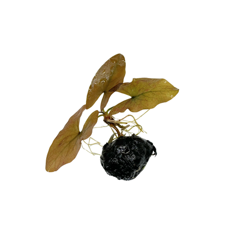 Betta Plant Pack