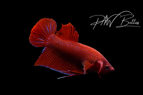 Red Plakat Male Betta | M5104