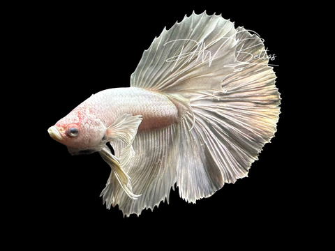 Dumbo Platinum Halfmoon Male Betta | M3027