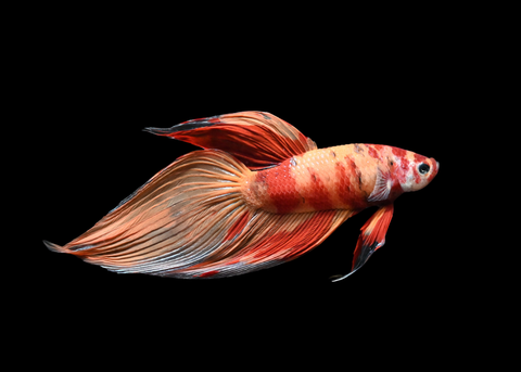Nemo Veiltail Male Betta | 5273