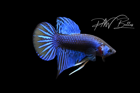 Blue Yellow Imbellis Male | Franks Bettas Wild Type | FW116